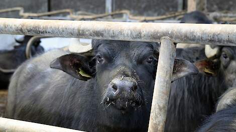 Afgelopen vrijdag werd in het Duitse Hönow MKZ vastgesteld bij drie waterbuffels.