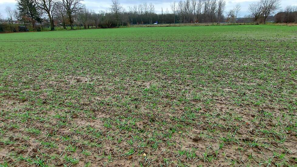 Het areaal wintertarwe in de VS stijgt ten opzichte van 2024 met 2 procent tot 13,8 miljoen hectare.