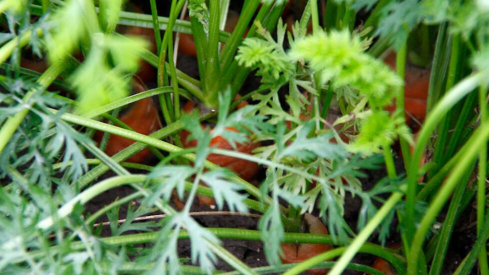 De fungicide Dagonis wordt onder andere in peen ingezet, in de bestrijding van meeldauw, alternaria en bewaarschimmels.