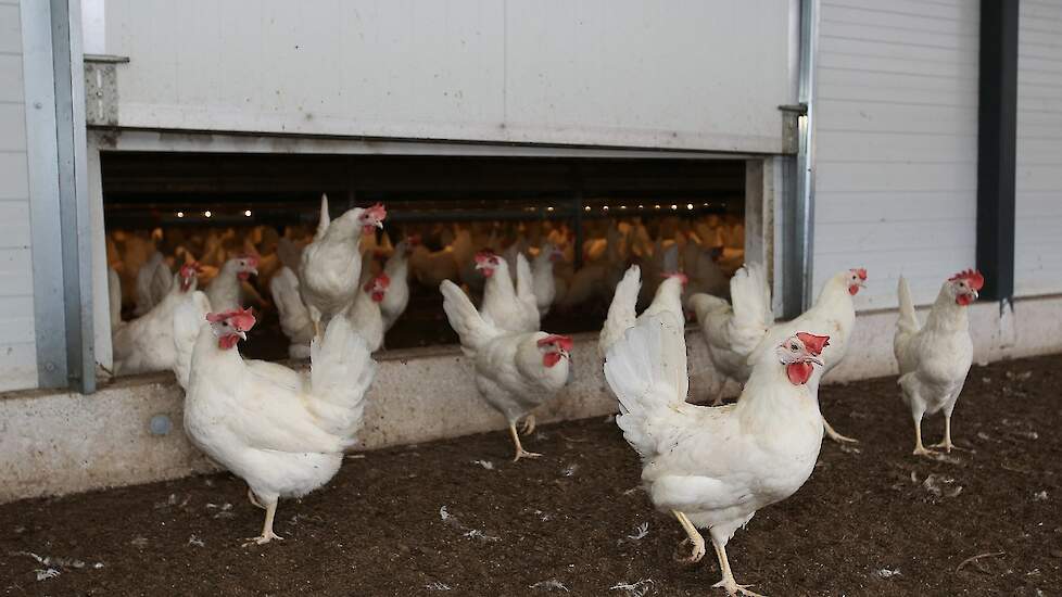 Kippen gaan de Wintergarten in. Behalve dat de koude scharrelruimte met ingang van dit jaar geïsoleerd moet zijn als je de vierkante meters scharrelruimte wilt meetellen bij het staloppervlak, moeten ook de luiken 24-7 open blijven. Ook dat is een groot s