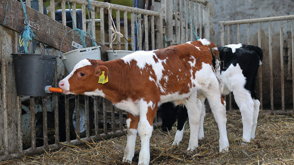 Kalveren op een melkveebedrijf. Deelnemers aan de proef kregen van de kalverhouders alvast het gewenste melk- en ruwvoerschema.