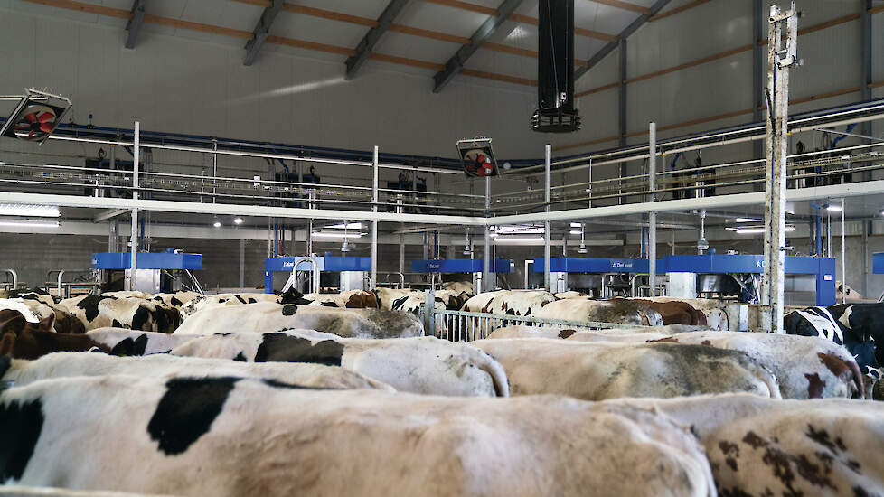 De koeien wachten per groep rustig in de wachtruimte. De elf V300-melkrobots van DeLaval staan opgesteld in een U-vorm.