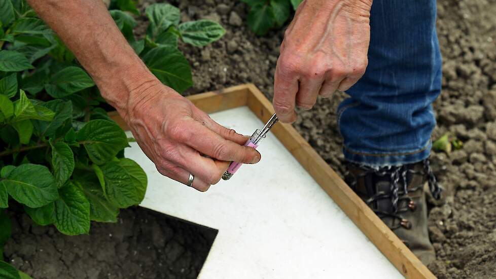 Standaard onderzoek naar virusinfectie door middel van het tellen van luizen.