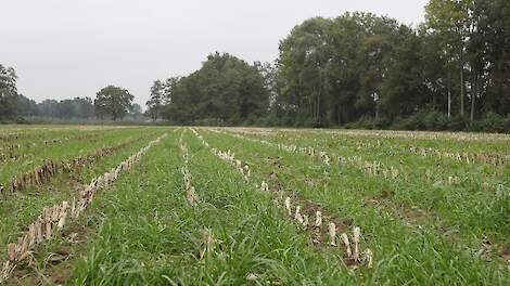 Wanneer gras als vanggewas wordt ingezaaid en dit dan wordt gebruikt als veevoer, wordt dit vanaf 1 februari gezien als tijdelijk grasland. Dat betekent dat je dan de regels voor het scheuren van grasland in acht moet nemen.