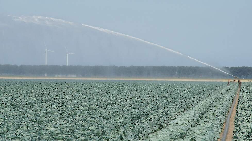 Biologische koolteelt in de polder.