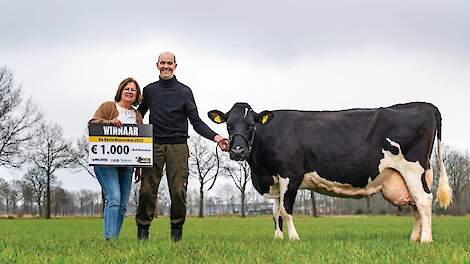 Medio maart wordt bekend welke koe de opvolger wordt van Truus 68 van de familie Martens uit Luyksgestel, de winnaar van 2022. Voor de editie van 2025 zijn 97 koeien aangemeld.