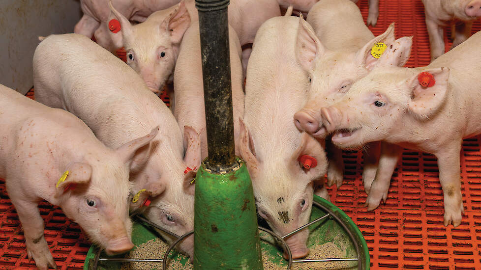 Het meermaals per dag verstrekken van voer, zowel vóór het spenen als in de eerste week erna is belangrijk