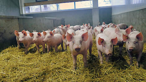 De varkens hebben veel bewegingsruimte. Ze lopen gemakkelijk maar in de eerste weken kunnen ze te veel bewegen en stram worden.