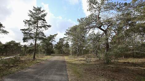 Natuurgebied de Veluwe