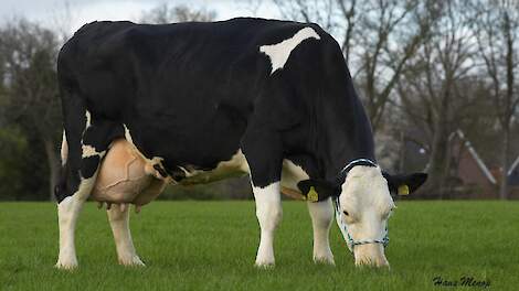 Foto van Heidi 18 toen ze 150.000 kilogram melk gaf.