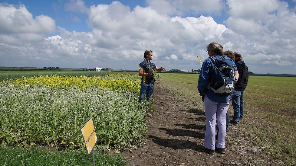 Groenbemesters uitleg velddag Agrifirm