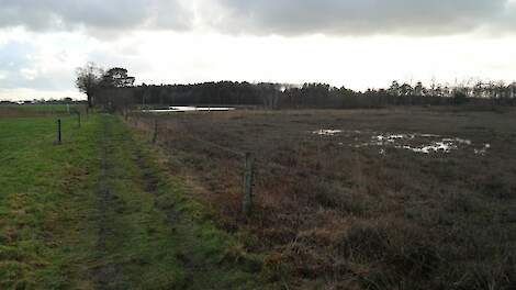 Natuurgebied in Ommen, in de buurt van veehouderijbedrijven.