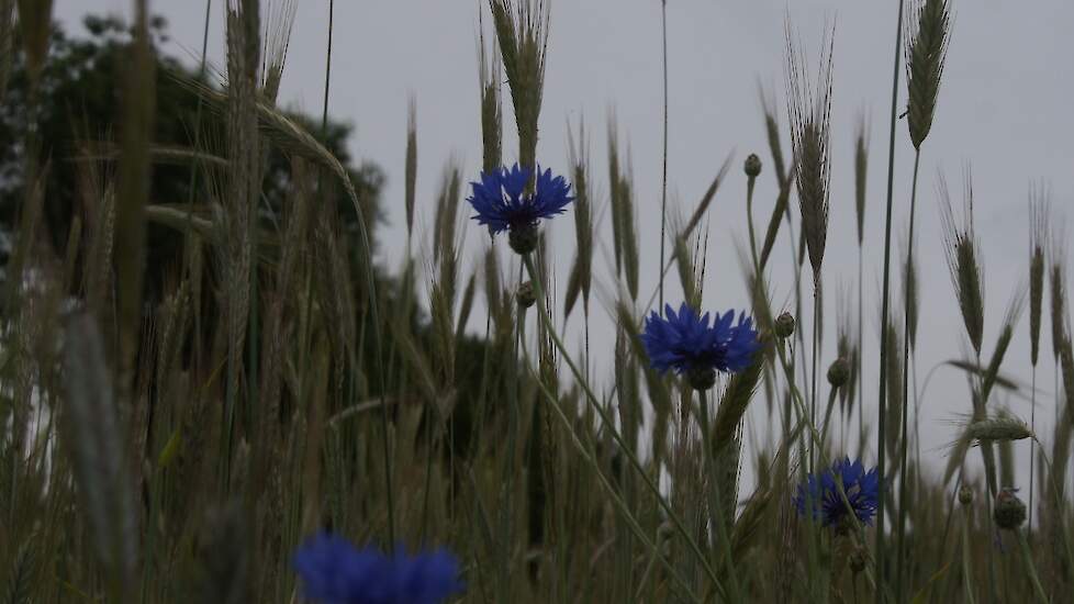 Biograan met korenbloemen