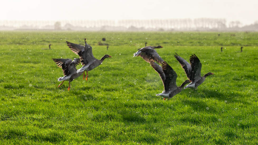 Juristen en boeren zijn het niet eens met de werkwijze van de provincie en vinden dat de van 2018 tot en met 2023 verleende ontheffing gewoon intact had moeten worden gelaten.