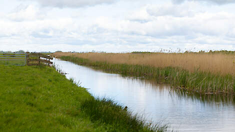 De boerengronden in de Baarlingerpolder liggen tegen natuurgebied Weerribben-Wieden aan.