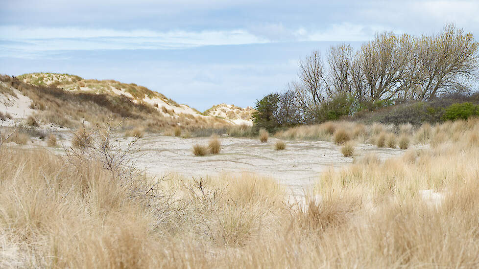 Voor de duinen kan Nederland niet tot een goed stikstofbeleid komen, omdat de uitstoot vooral van de internationale zeevaart komt en een klein beetje van de Tweede Maasvlakte.