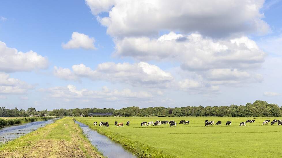 Koeien in de wei