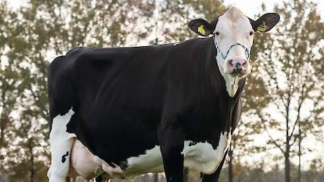 Koosje 117, V. BFG Zauber. Koosje 117 laat de veerkracht van Fleckvieh zien. Na een mindere vijfde lijst, vanwege een te vroege geboorte, herstelde ze volledig.