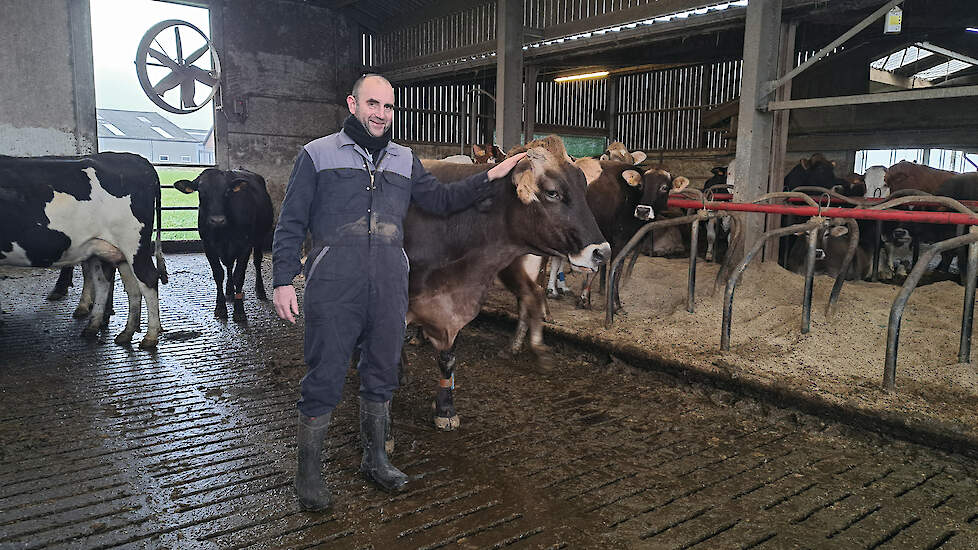 Peter Bauwens bij een van zijn Brown Swiss-kruislingen. Hij roemt de hardheid, de laatrijpheid en het karakter van de dieren.