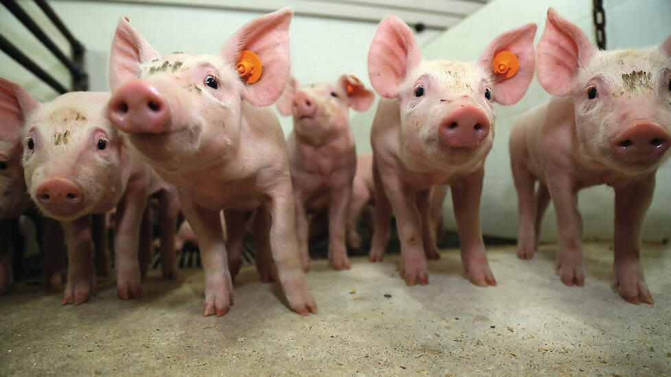 Vaak blijkt coccidiose de grote boosdoener. Deze ziekmaker waart op veel varkensbedrijven rond en kan leiden tot een diarree-uitbraak