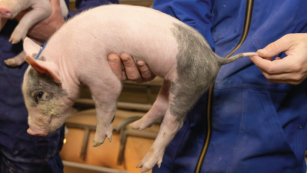 De varkenshouder kan zelf de staarten van de biggetjes op SINS controleren. Hier biedt Lintjeshof trainingen voor aan.