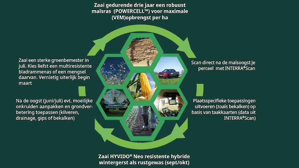 Voldoe aan de rustgewassenplicht met 4 strategieën voor duurzame maïsteelt. Ontdek daarbij hoe ook  HYVIDO®Neo, SY SILVERBULL en andere oplossingen je bedrijf verder kunnen helpen