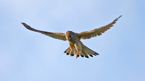 Bij torenvalken in Friesland en Noord-Holland is de afgelopen weken hoog pathogene vogelgriep vastgesteld.