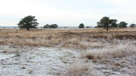 Een koude ochtend op de Veluwe.