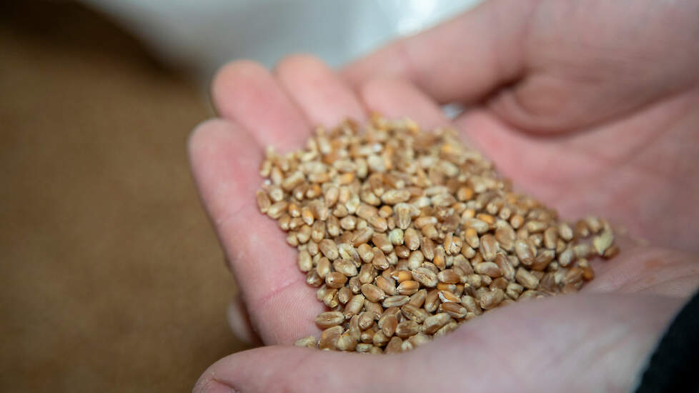 Van de tarwe van Landbouwbedrijf J.J. Veenink wordt goed brood gebakken.