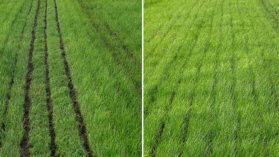 Bemesting op veengrond. Links onnauwkeurig werk: de meststroken zijn te breed en liggen op het gras, waardoor de mest het gras besmeurt en er veel emissie optreedt. Op de foto rechts ligt de mest onder het gras op de grond. Hierdoor blijft het gras schoon