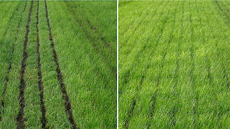 Bemesting op veengrond. Links onnauwkeurig werk: de meststroken zijn te breed en liggen op het gras, waardoor de mest het gras besmeurt en er veel emissie optreedt. Op de foto rechts ligt de mest onder het gras op de grond. Hierdoor blijft het gras schoon