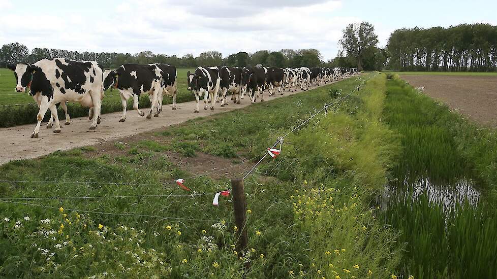 Koeien op het kavelpad. Bij het project Meet Weet Weidegang worden de komende drie weideseizoenen realtime de uren weidegang per koe vastgelegd.