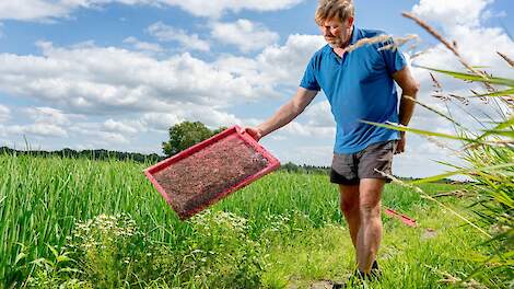 Veldmedewerker Henk Nijstad lost steriele vliegen bij een uienperceel.