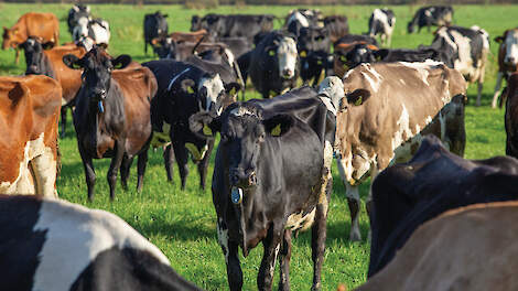 Een krimp van de veestapel variërend tussen de 10 en 20 procent is haalbaar, mits de melkveehouders financieel gecompenseerd worden.