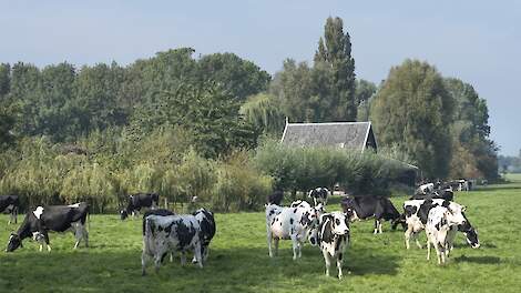 Koeien naast boerderij