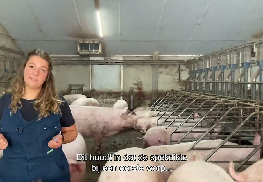 3 streefwaarden voor de ideale opfokgelt