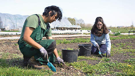 Chris Chancellor en Pauline Martel vonden land voor hun no-dig tuinderij Het Lichtveen bij melkveebedrijf de Hooilanden.