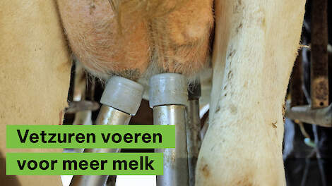 Waarom zou je vetzuren voeren aan je koeien?