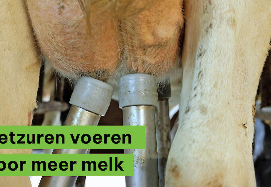 Waarom zou je vetzuren voeren aan je koeien?