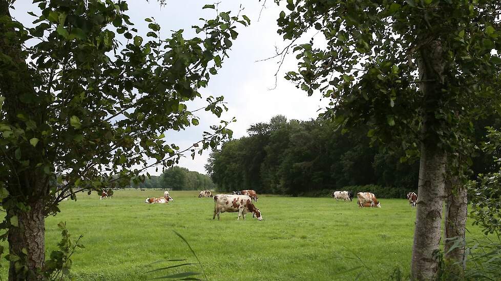 Melkvee in de wei nabij de Veluwe.