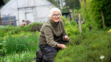 Agnes Looman bij een van de bedden met tijm. “Tijm is overal geweldig goed voor, het is lekker én het is prachtig voor de bijen."