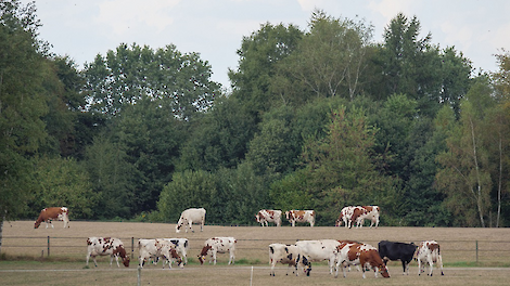 Koeien op droge grond