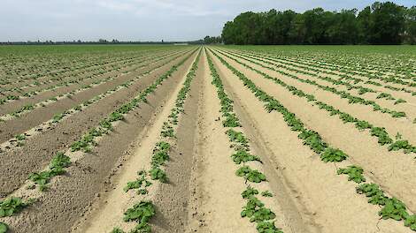 Eerste aardappelen komen boven