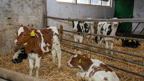 Het saldo van melkveebedrijven steeg in het eerste kwartaal van 2025 mede door hoge prijs voor nuchtere kalveren.
