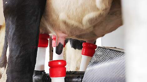 De spenen van een melkkoe die worden aangesloten om te melken door de Lely Astronaut. De meest optimale tepelvoeringen voor deze koe zijn te zien.