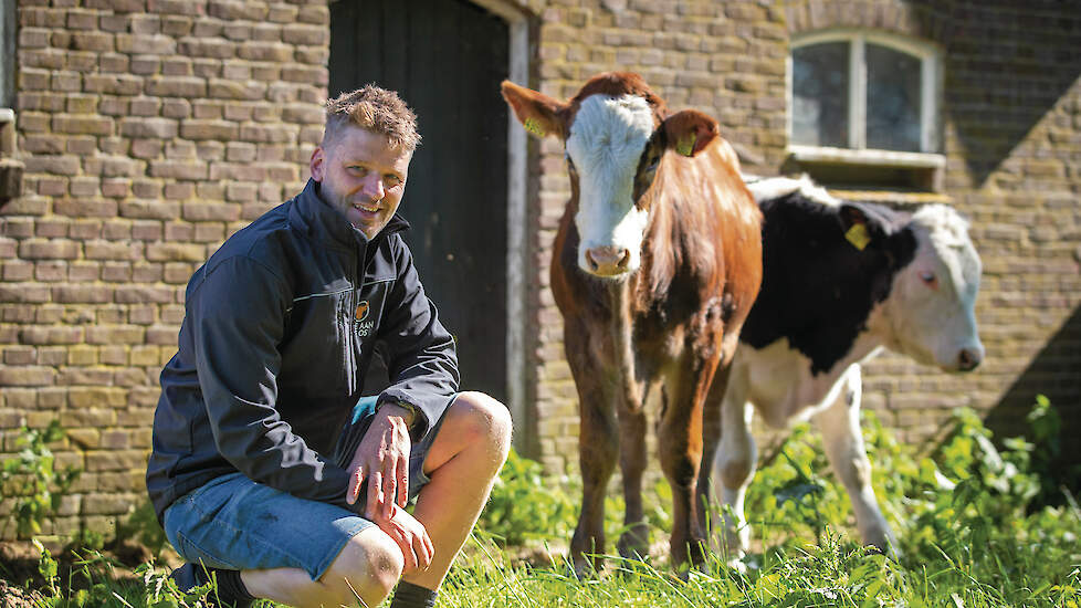 Toon Hulshof samen met Ully (Holstein x Brown Swiss) en Lambiek (Holstein x Belgisch Witblauw). De ossen worden binnenkort uitgeschaard en ‘leren’ voor vertrek de draad.