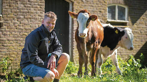 Toon Hulshof samen met Ully (Holstein x Brown Swiss) en Lambiek (Holstein x Belgisch Witblauw). De ossen worden binnenkort uitgeschaard en ‘leren’ voor vertrek de draad.