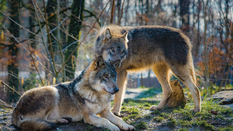 Laurens Hoedemaker, directeur van de Jagersvereniging: „Met deze aanpassing krijgen provincies en natuurbeheerders eindelijk de ruimte om adequaat te handelen.”