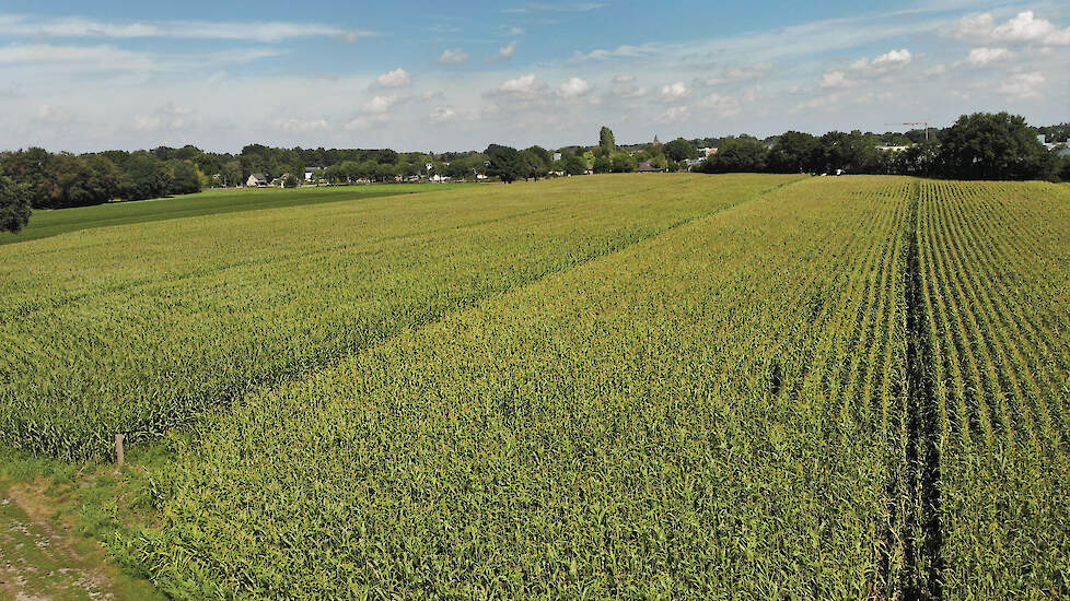 Al sinds 2021 maakt Giesen gebruik van het druppelirrigatiesysteem. „Het kost natuurlijk wel wat. Exclusief mijn eigen uren kost het me zo’n 800 euro per hectare.