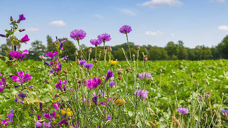 Bloemen aan landrand